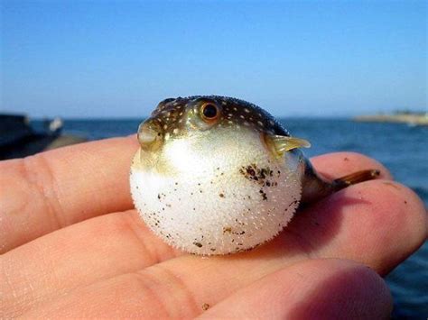 food for green spotted puffer fish|what do green spotted puffers eat.